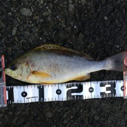 アジ釣り～飲ませ釣りまで順調